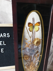 Vintage opgezette vlinders in vitrine lijst