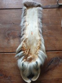 Oude gelooide geitenpoot