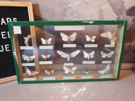 Vintage kijk vitrine opgezette vlinders
