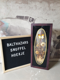 Vintage opgezette vlinders in vitrine lijst