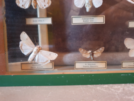 Vintage kijk vitrine opgezette vlinders