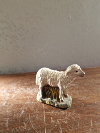 Oud schaapje nr1