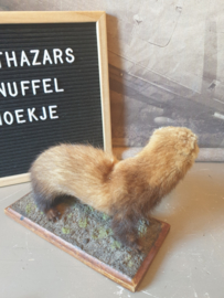Opgezette bunzing