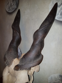 Grote schedel horens hoorn giant eland antilope