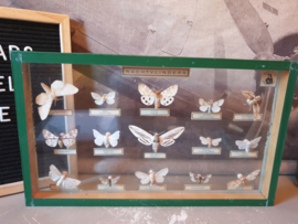 Vintage kijk vitrine opgezette vlinders