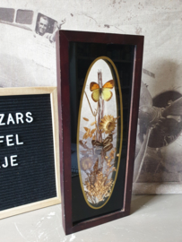 Vintage opgezette vlinders in vitrine lijst