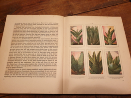 Plaatjesalbum vetplanten 1932 Verkade