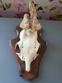 Reebok schedel geweitje op houten schild