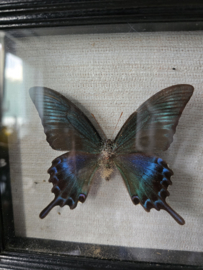 Opgezette vlinder in houten vitrine lijstje
