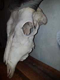 Grote schedel horens hoorn giant eland antilope