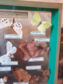 Vintage kijk vitrine opgezette vlinders bos en hei