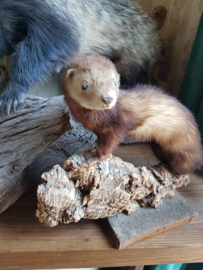 Opgezette bunzing