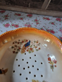Fruittest paradijsvogel