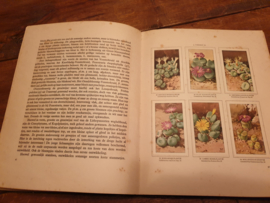 Plaatjesalbum vetplanten 1932 Verkade
