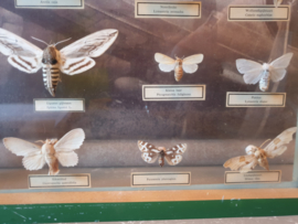Vintage kijk vitrine opgezette vlinders