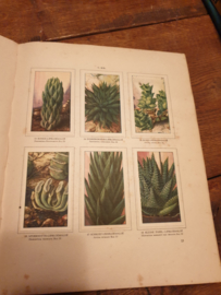 Plaatjesalbum vetplanten 1932 Verkade
