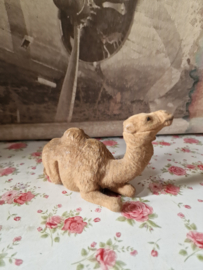 Oude flock kameel