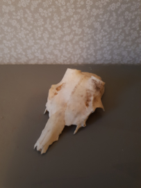 Schedel reebokje nr5
