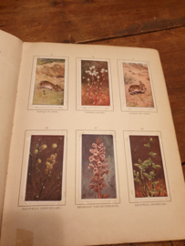 Oud plaatjesalbum blonde duinen 1910