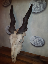 Grote schedel horens hoorn giant eland antilope