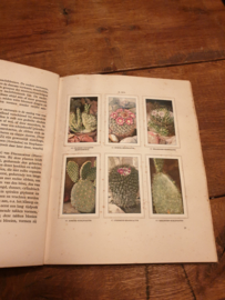 Plaatjesalbum cactussen 1931 Verkade