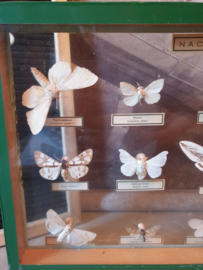 Vintage kijk vitrine opgezette vlinders