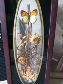 Vintage opgezette vlinders in vitrine lijst