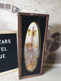 Vintage opgezette vlinders in vitrine lijst
