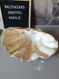 Grote schelp