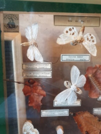 Vintage kijk vitrine opgezette vlinders bos en hei