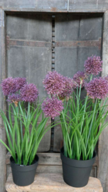 Allium plant namaak paars | S