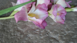 Gladiool kunst bloem | roze