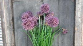 Allium plant namaak paars | M
