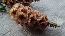 Dianthus bloem kunst | cappuccino