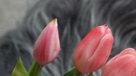 Bosje Tulp donkerroze l 30 cm