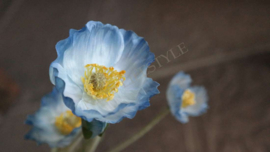 Cosmea bloem zijden | blauw