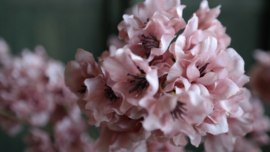 Prunus kunst bloem | roze
