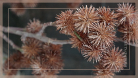 Eryngium tak kunst oranje | 70 cm