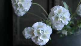 Scabosia moon bloem kunst | wit
