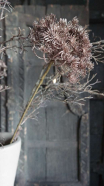 Berenklauw tak namaak 60 cm | bruin glitter