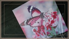 Canvas doek outdoor | Vlinder