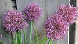 Allium plant namaak paars | S