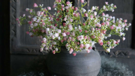 Gipskruid bosje groen - roze | 20 cm