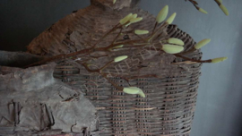 Magnolia kunst tak groen | S