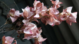 Bougainvillea dried zijden bloem | roze