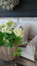 Geranium plant namaak UV bestendig| créme