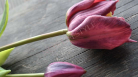 Tulpen open bundle | aubergine
