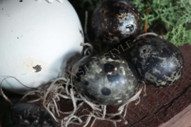 Black eggs | doosje 60 st