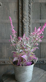 Salie plant in pot kunst | roze