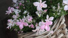 Vlijtig liesje plant plastic | roze